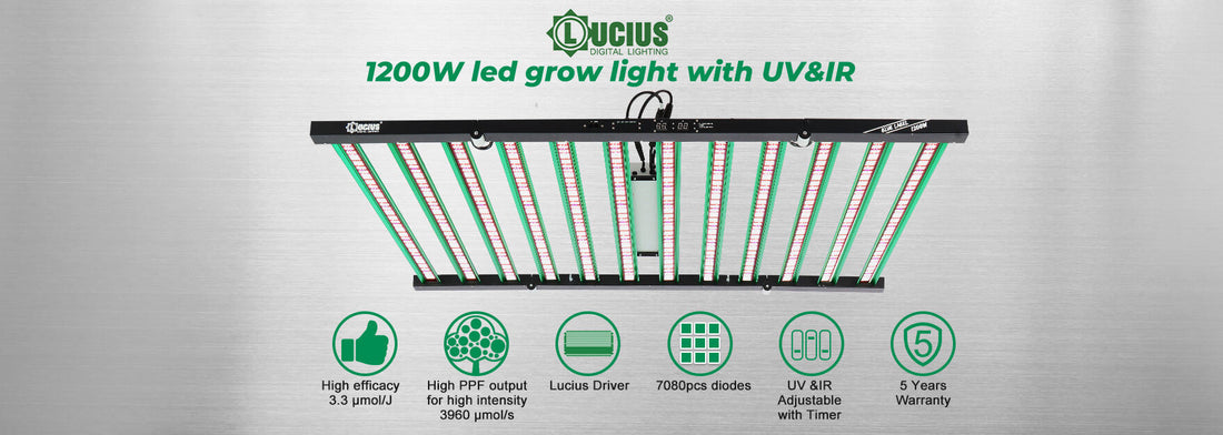 Lucius Lighting South Africa | Factory Direct LED Grow Lights