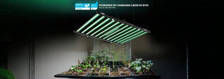 Lucius Lighting South Africa | Factory Direct LED Grow Lights